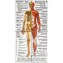Load image into Gallery viewer, Human Body Cube Book